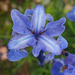 Lilien I